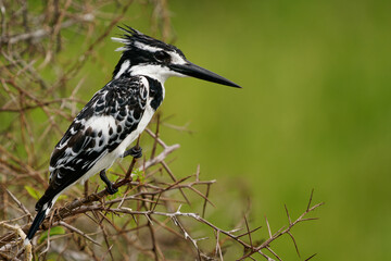 Pied Kingfisher - Ceryle rudis species of water black and white kingfisher widely distributed across Africa and Asia. Hunting fish. Sitting on the branch during sunset or sunrise with green background