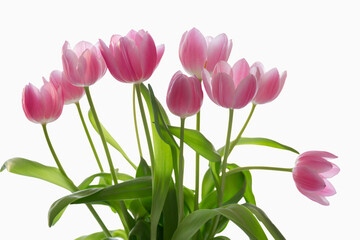 bouquet of pink tulips isolated on white background