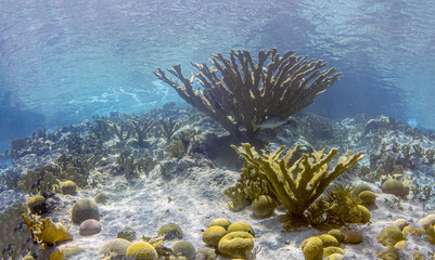 Caribbean coral garden,staghorn coral