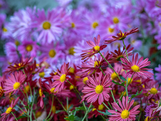 Fototapeta premium Diasy in garden in late autumn