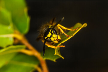 Macro view insect. The parasitic wasp red-banded sand bee is a species of bee from the family...