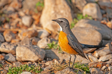 White-throated Robin (Irania gutturalis) on a rock. Small, colourful, cute, songbird. Blurred natural background.