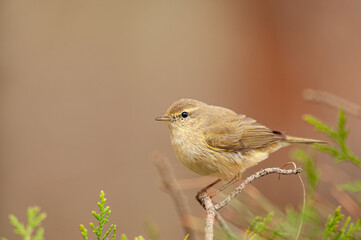 Common Chiffchaff (Phylloscopus collybita) standing on a tree branch. Small, pretty, songbird. Blurred natural background.