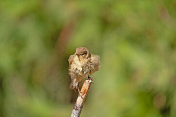 Common Chiffchaff (Phylloscopus collybita) on a branch, fluffing its feathers. Small, pretty, songbird. Blurred natural background.