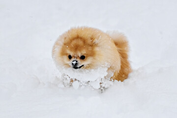 Pomeranian spitz play in the snow