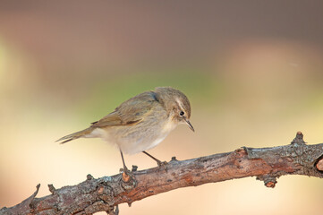 Common Chiffchaff (Phylloscopus collybita) standing on a tree branch. Small, pretty, songbird. Blurred natural background.
