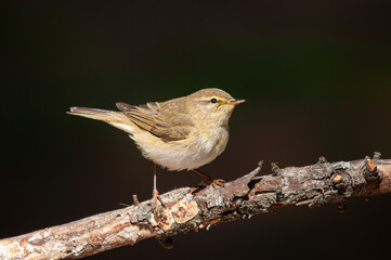Common Chiffchaff (Phylloscopus collybita) standing on a tree branch. Small, pretty, songbird. Blurred natural background.
