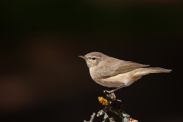 Common Chiffchaff (Phylloscopus collybita) standing on a tree branch. Small, pretty, songbird. Blurred natural background.
