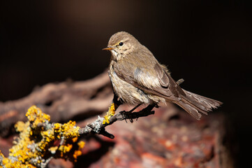 Common Chiffchaff (Phylloscopus collybita) standing on a tree branch. Small, pretty, songbird. Blurred natural background.