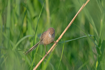 Iraq Babbler (Argya altirostris) feeding among the reeds.