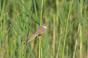 Iraq Babbler (Argya altirostris) feeding among the reeds.