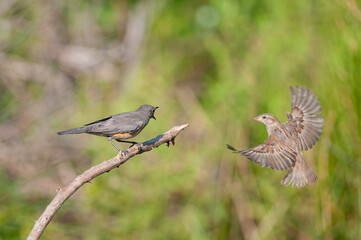 White-throated Robin (Irania gutturalis) angry at a sparrow on a branch.