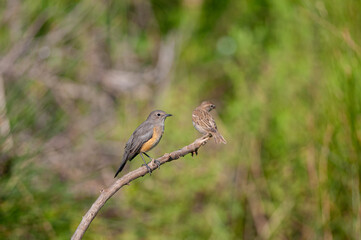 White-throated Robin (Irania gutturalis) and sparrow on a branch.