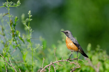 White-throated Robin (Irania gutturalis) on the bush. Green background.
