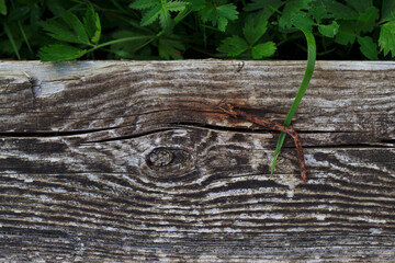 old wooden plank in summer garden with green grass
