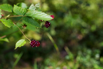 wild dewberry on a branch in sunny summer forest - obrazy, fototapety, plakaty