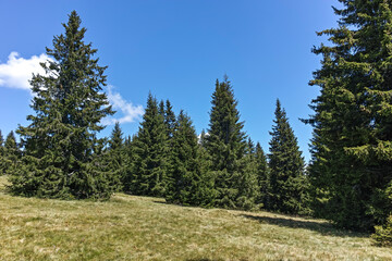 Fototapeta na wymiar Rhodope Mountains near Snezhanka peak, Bulgaria
