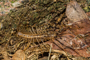 House Centipede - Scutigera coleoptrata