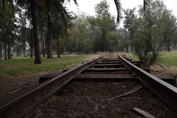 Fototapeta premium Bosque de San Juan