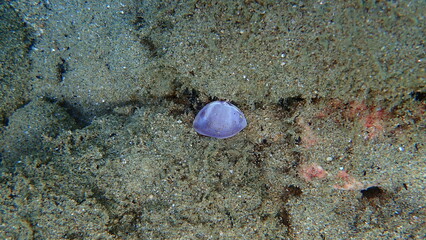 White trough shell or rayed trough clam, rayed trough shell, white trough clam (Mactra stultorum) valve undersea, Aegean Sea, Greece, Halkidiki