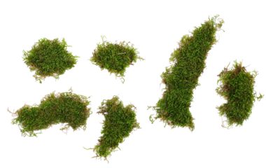Set green moss in shape punctuation marks isolated on white, top view, clipping path