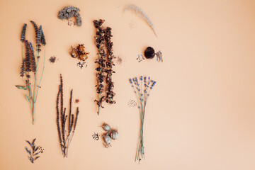 Flat lay of flower seeds mix. Collecting dry seedpods of foxglove veronica lavender agastache. Top view of seed heads