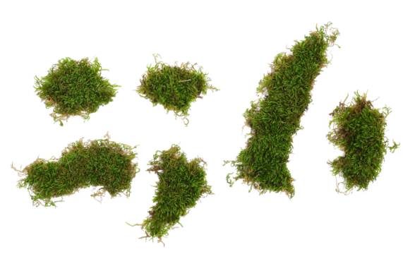 Set green moss in shape punctuation marks isolated on white, top view, clipping path