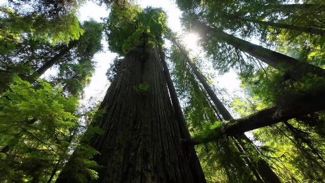 Looking up at massive old growth Redwood trees in the Grove of the Titans