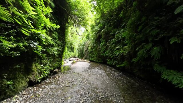Lush and green Fern Canyon and stream in Redwood National Park in California