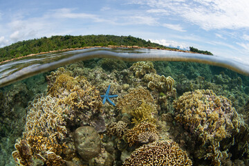 Fototapete bei efototapeten.de bestellen   