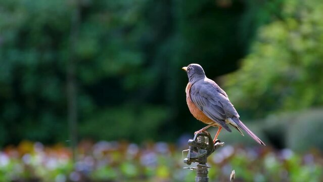 Bird feces A blue bird with an orange breast sits on a branch The famous gardens of Butchert on Victoria Island. Canada. The Butchart Gardens