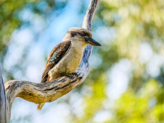 Erect Kookaburra