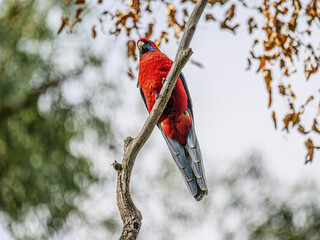Crimson Rosella Angle Perched