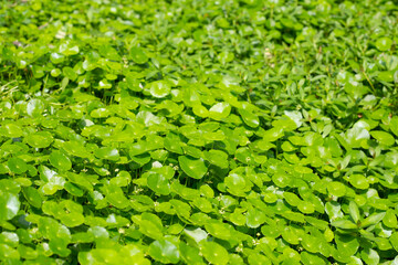 Centella asiatica (gotu kola). Herbal medicine plant