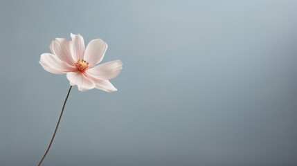  a single pink flower is in a vase with a blue sky in the back ground and a light pink flower is in the middle of the vase with a light pink center.
