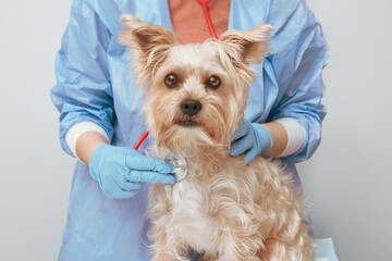 Yorkie dog looking at the camera while a veterinarian listens to its heartbeat with a stethoscope