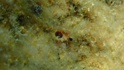 Worm snail or worm shell Vermetidae (precise identification is not possible) undersea, Aegean Sea,...