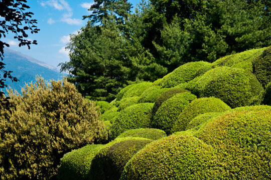 Rolling rounded shapes of pruned shrubs