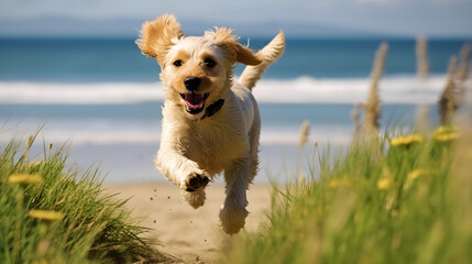 Joyful Puppy Adventure: Charming Small Dog Running on a Grassy Beach - Capturing the Spirit of Coastal Play - obrazy, fototapety, plakaty