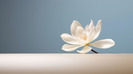  a white flower sitting on top of a table next to a light blue wall and a light blue sky in the backround of the picture is a single white flower.