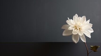 a white flower sitting on top of a table next to a green leafy plant in front of a gray wall and a black background with a white flower in the center.