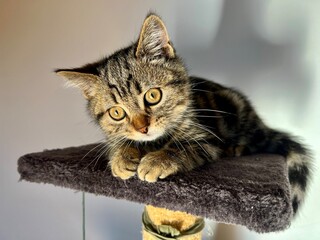 Cute tabby kitten lying on a cat scratching post and looking at camera