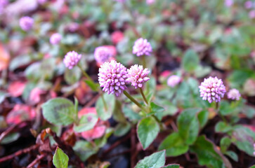 flowers in the garden