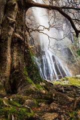 Old tree and waterfall in forest