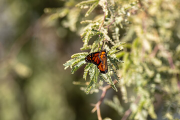 A Monarch Butterfly on a Flower