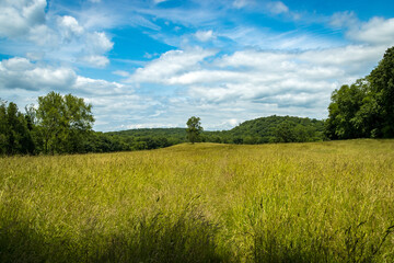 A tree in a field of high grass with hills and a blue sky with clouds in the background