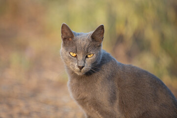 Portrait of Beautiful stray grey cat similar to russian blue breed is sitting on the street. the cat with green eyes.