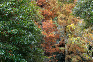 Autumn forest with red leaves and trees on the mountain in Taiwan