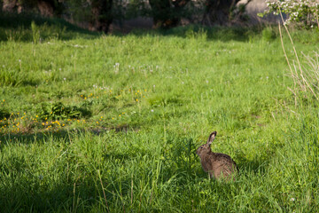 Feldhase im Gras an einem sonnigen Frühlingstag