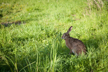 Feldhase im Gras an einem sonnigen Frühlingstag